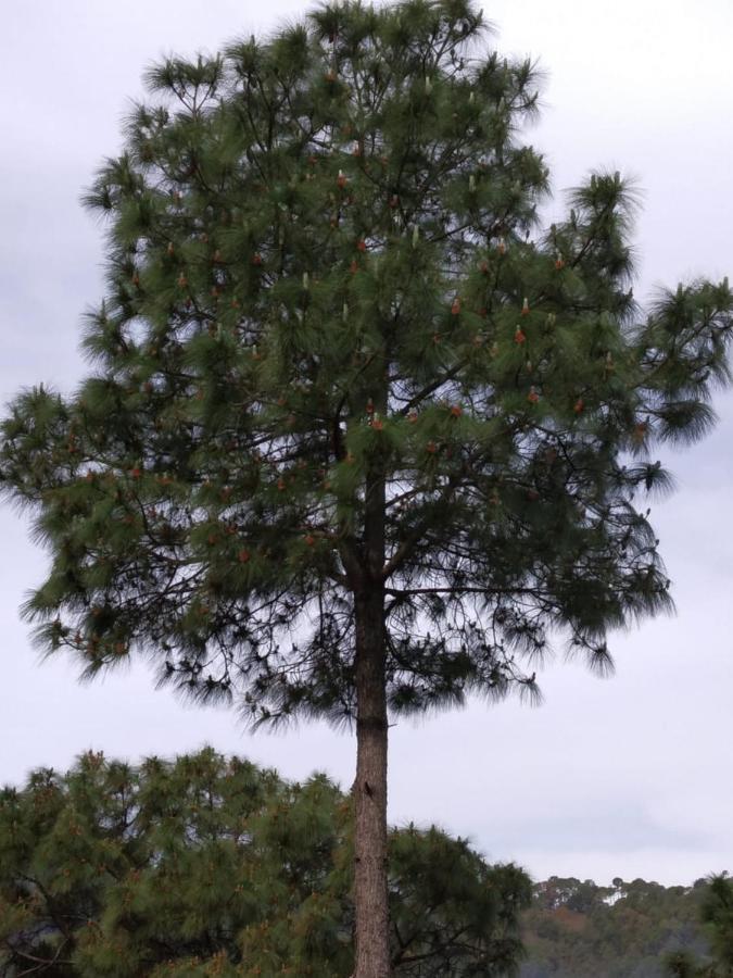 Pine Villa Kasauli Exterior photo