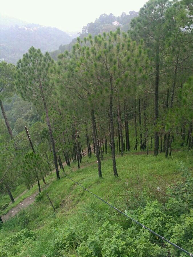 Pine Villa Kasauli Exterior photo